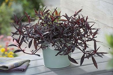 《暗黑4》BETA创系列记录 死灵和魔法师最火